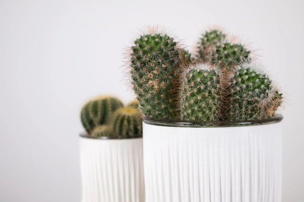 LAMELLA VASE - Gifts for You 'n Me
