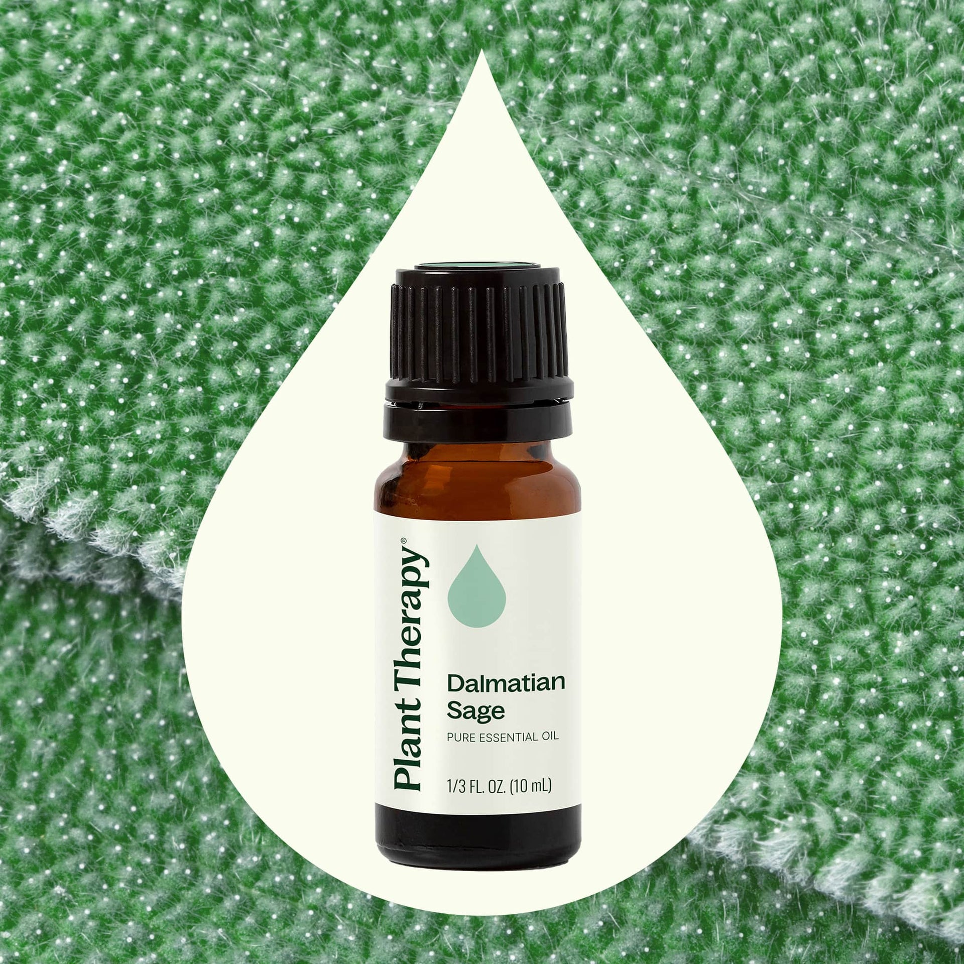 Dalmatian Sage Essential Oil