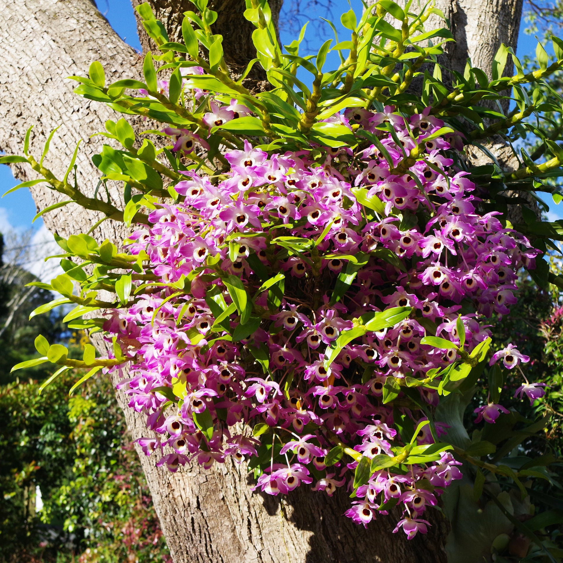 Element Orchid Light