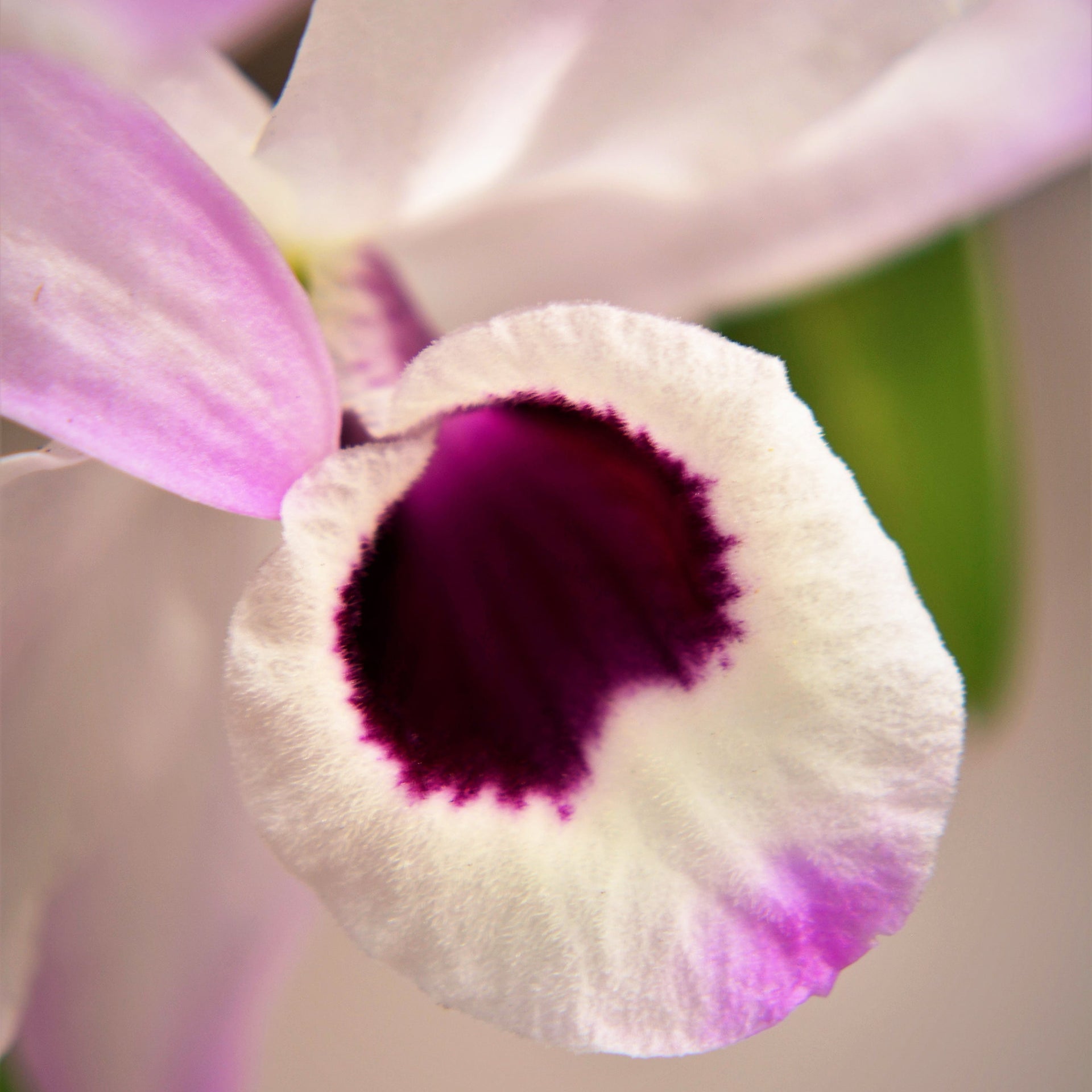 Element Orchid Light