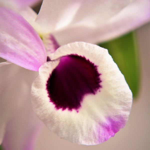 Element Orchid Light