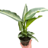 Dieffenbachia Panther