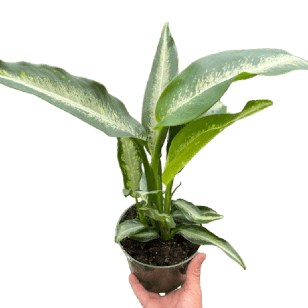 Dieffenbachia Panther