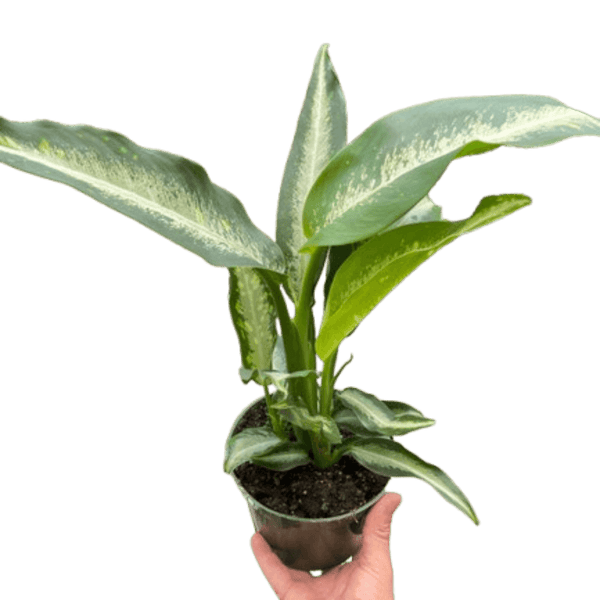 Dieffenbachia Panther