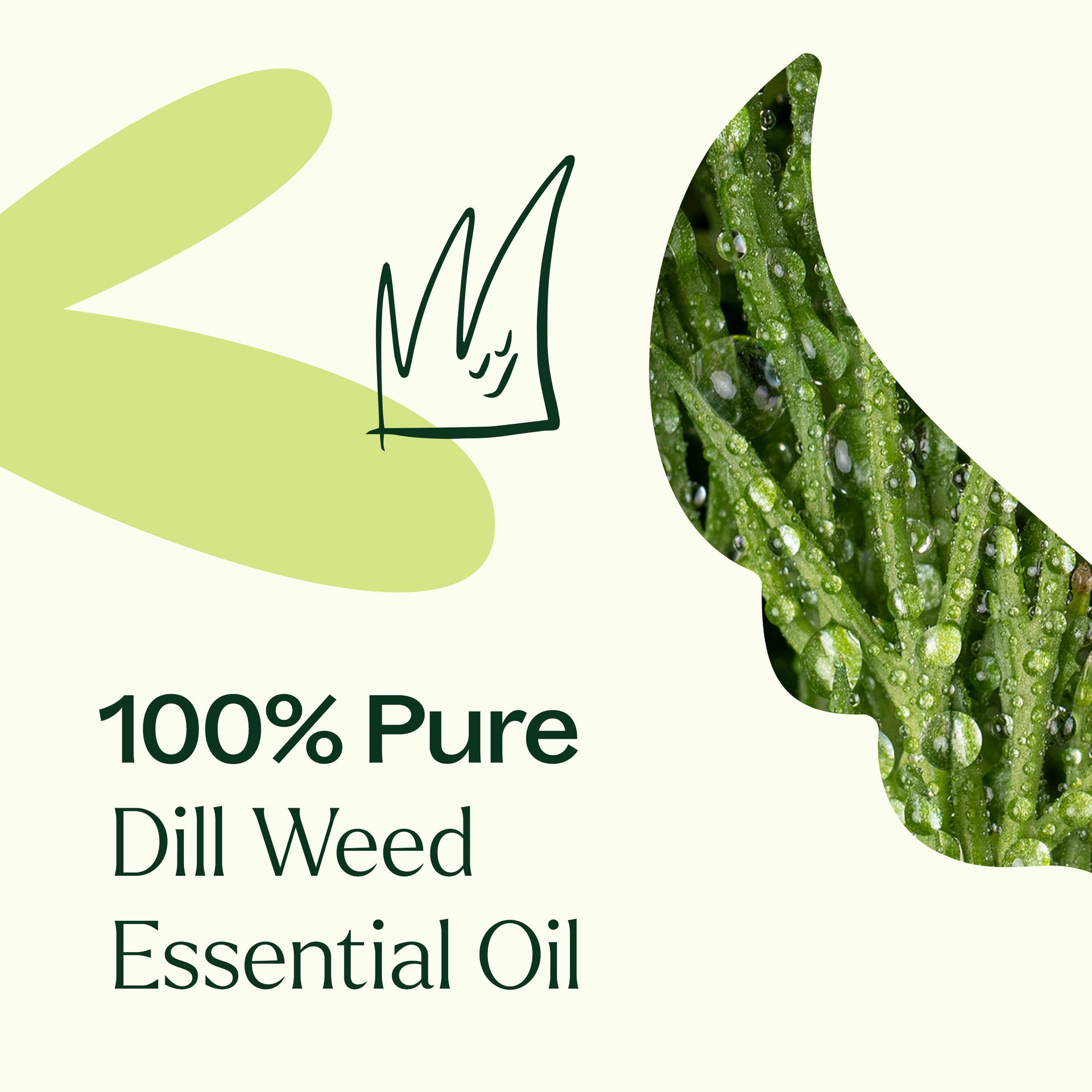 Dill Weed Essential Oil