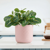 Dotted Cylinder Planter (No Saucer)