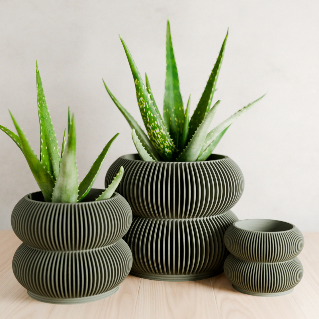 Three aloe vera plants in ribbed ceramic pots on a light wooden surface.