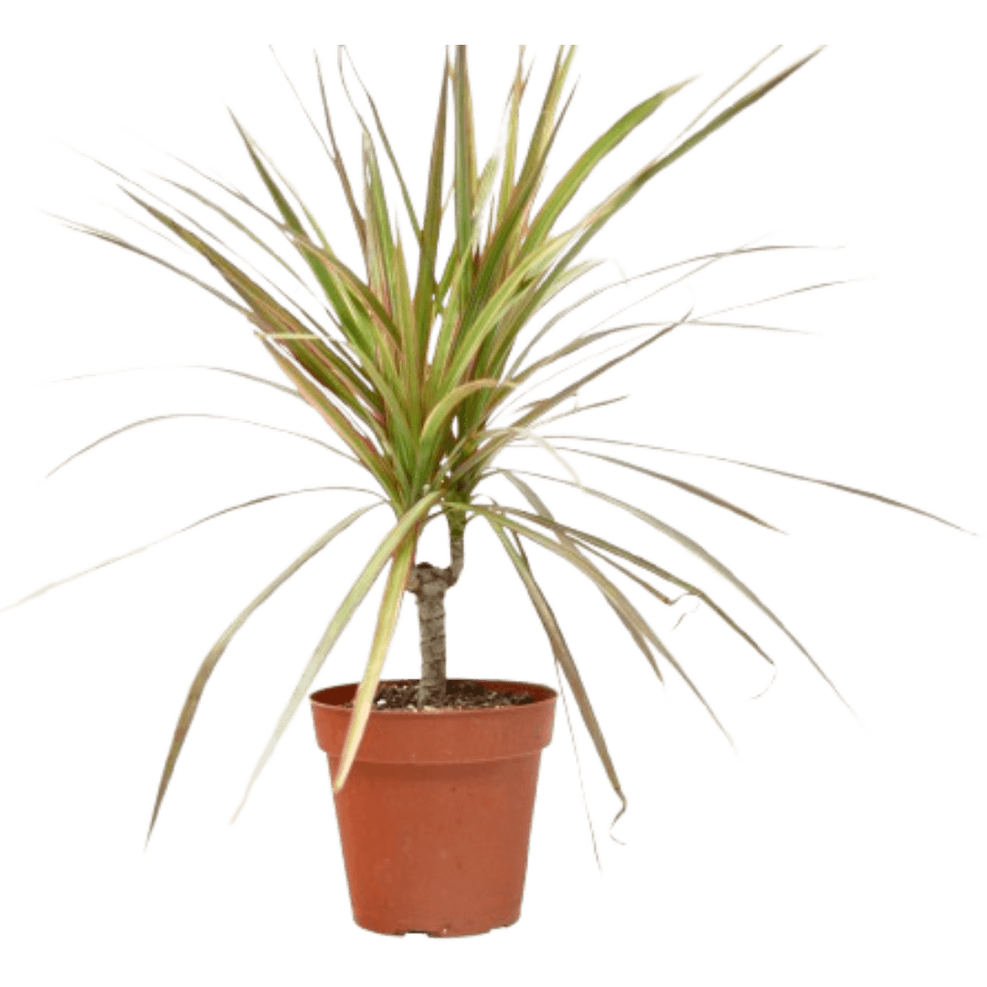 Dracaena 'Red Margined' - 4