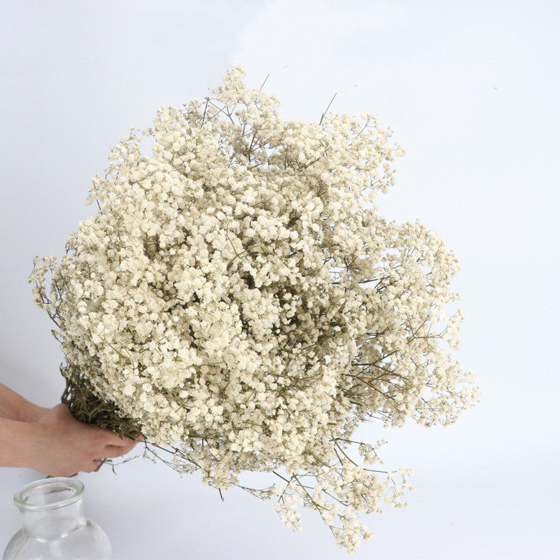 1 Bundle Dried Baby's Breath Gypsy Flowers for Wedding Floral Arrangement Home Party Decor
