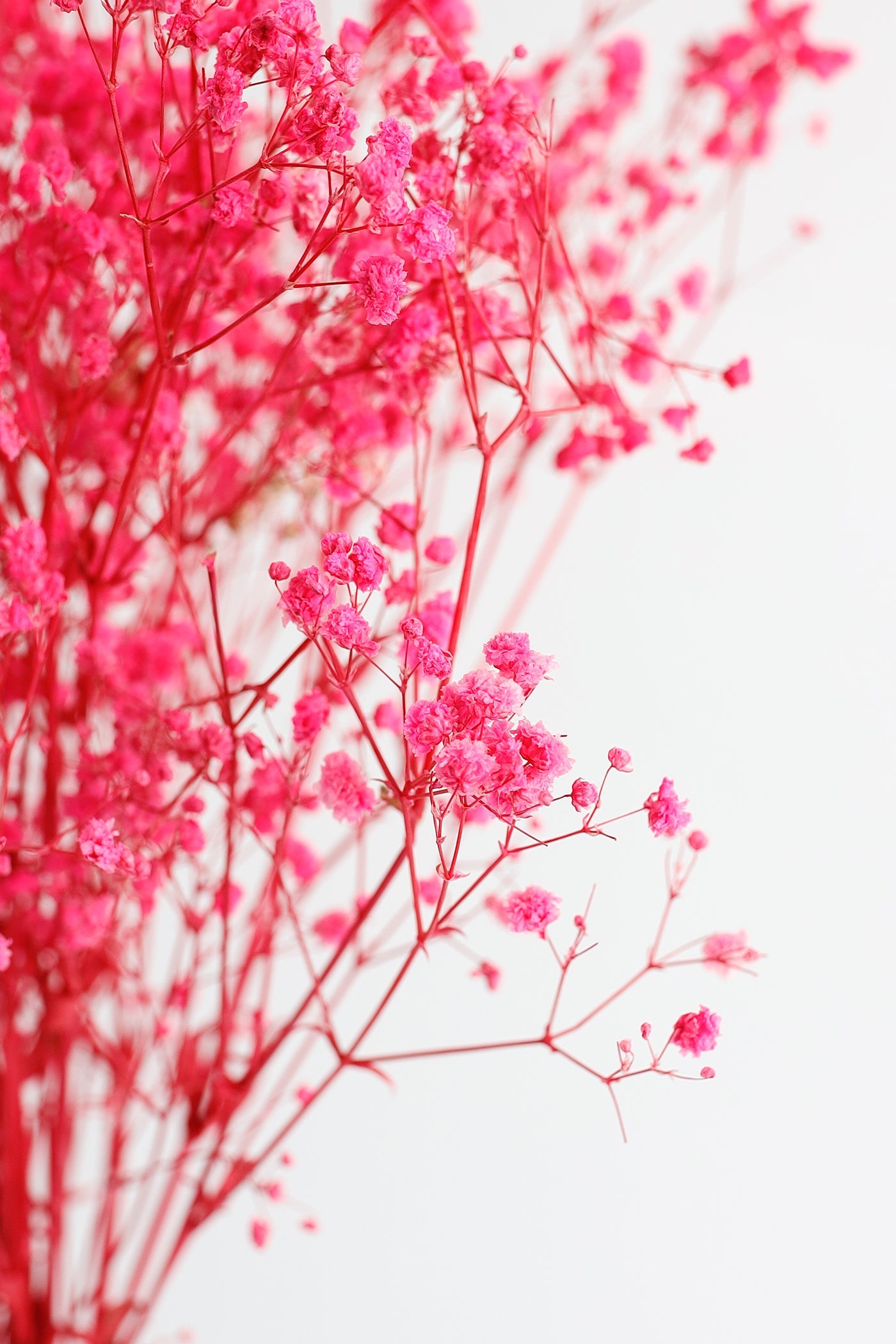 1 Bundle Dried Baby's Breath Gypsy Flowers for Wedding Floral Arrangement Home Party Decor