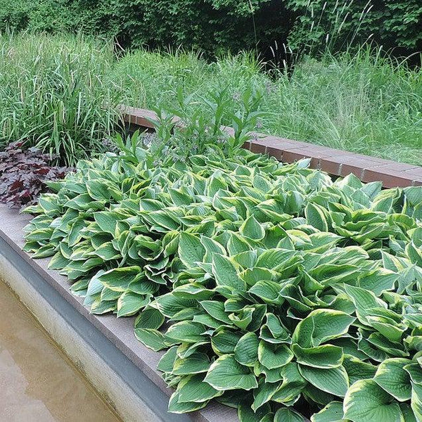 First Frost Hosta