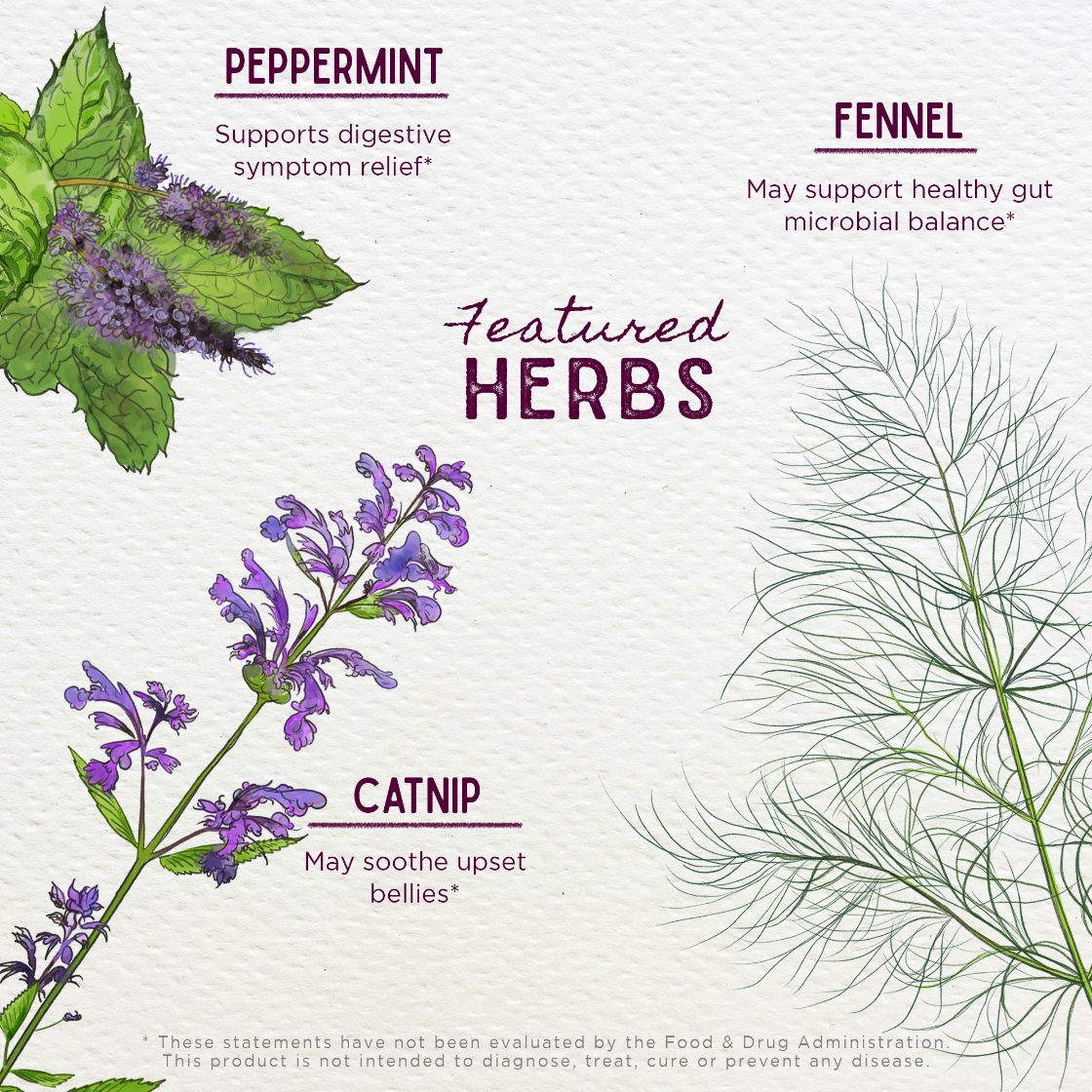 Illustration of peppermint, fennel, and catnip with text on a white background
