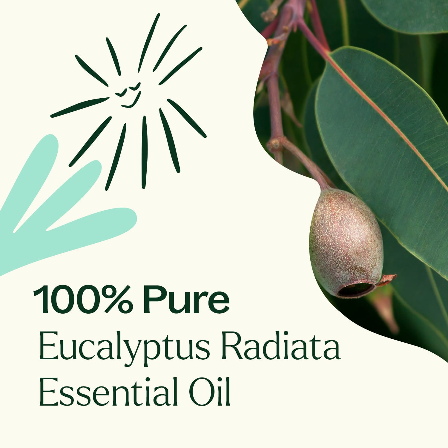 Eucalyptus Radiata Essential Oil