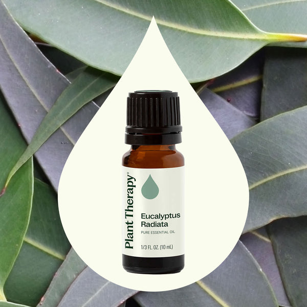 Eucalyptus Radiata Essential Oil