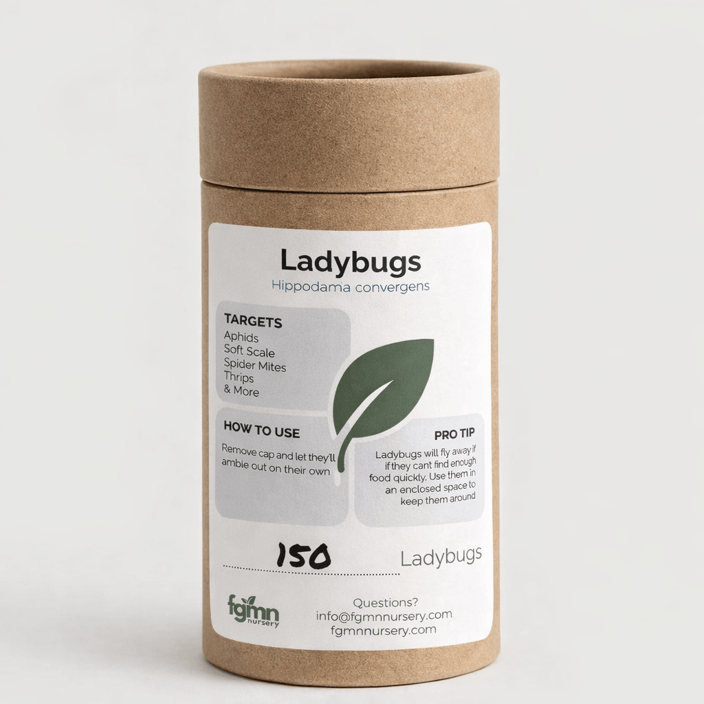 Ladybugs