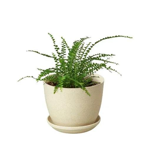 Fern 'Lemon Button' - Gifts for You 'n Me