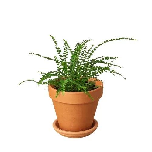 Fern 'Lemon Button' - Gifts for You 'n Me