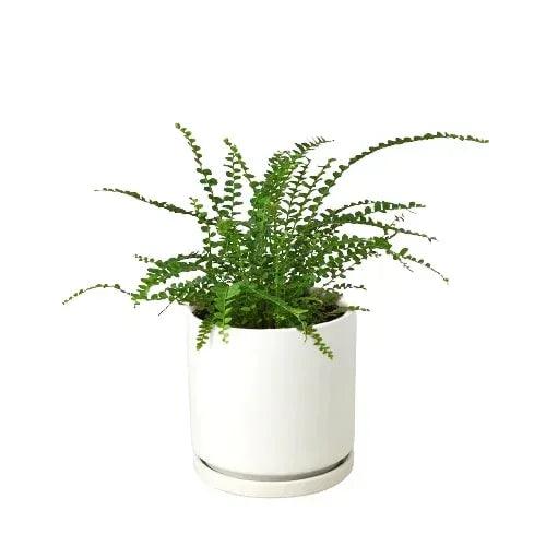 Fern 'Lemon Button' - Gifts for You 'n Me