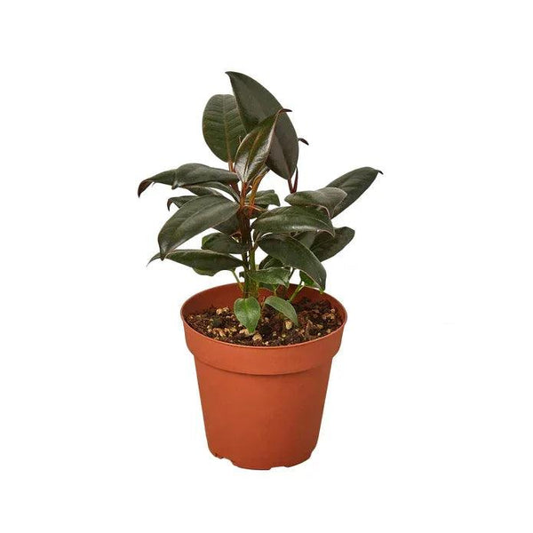 Ficus Elastica Burgundy - Gifts for You 'n Me