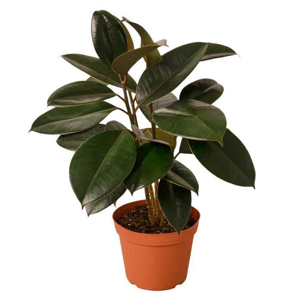 Ficus Elastica Burgundy - Gifts for You 'n Me