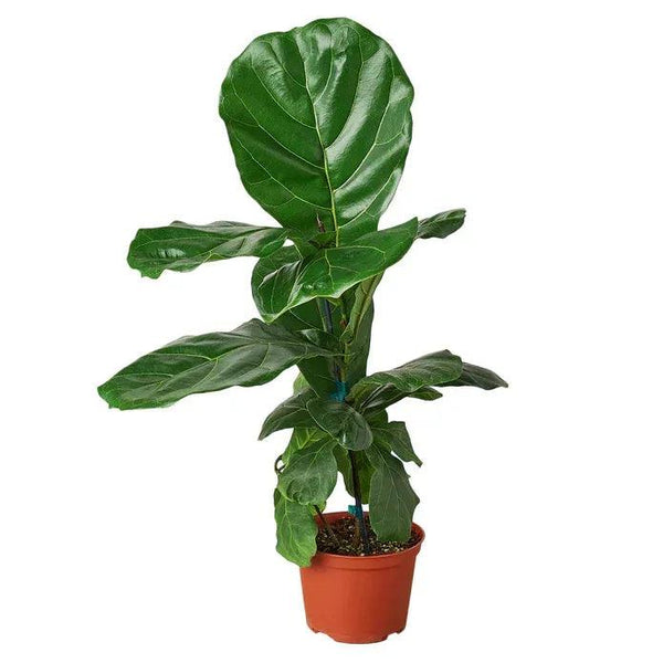 Ficus Lyrata Fiddle Leaf Fig - Gifts for You 'n Me