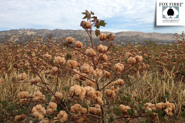 Natural Colored Cotton Duvet Cover Set