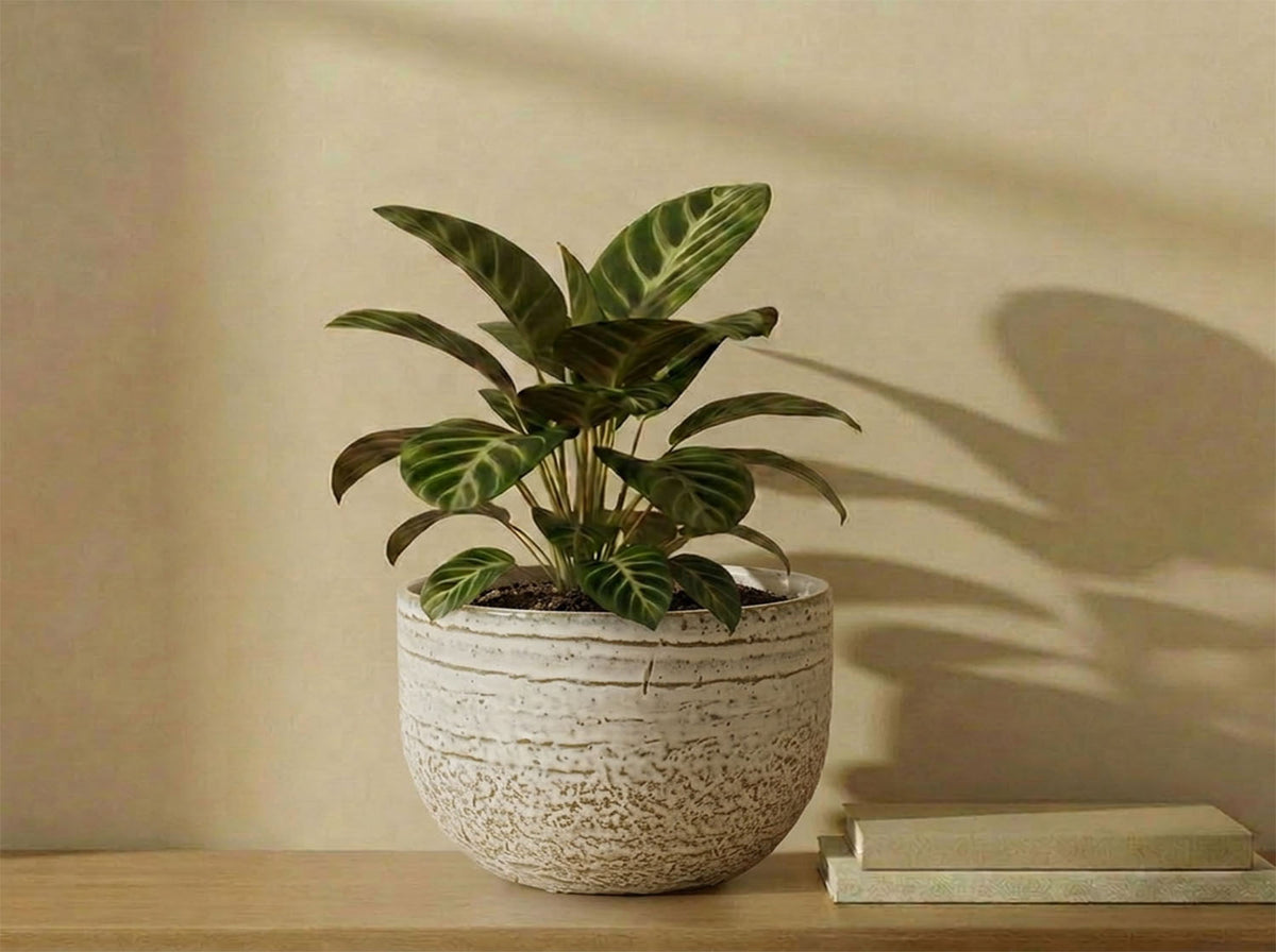Pebble Beach Bowls