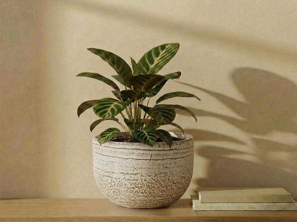 Pebble Beach Bowls