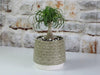 Petal Planter Cup