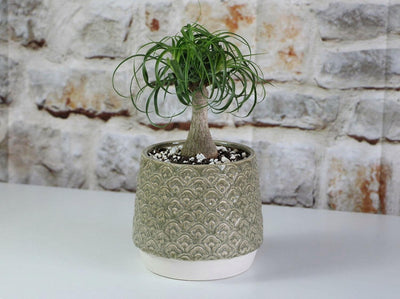 Petal Planter Cup