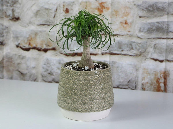 Petal Planter Cup
