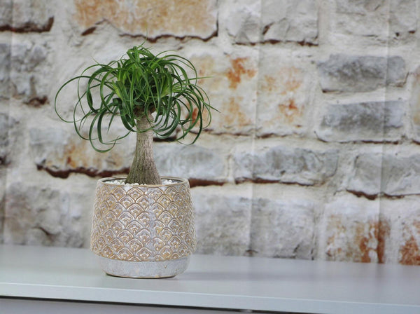 Petal Planter Cup