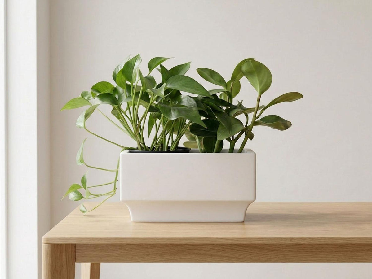 Art Decor Rectangular Planter By Plantatorem
