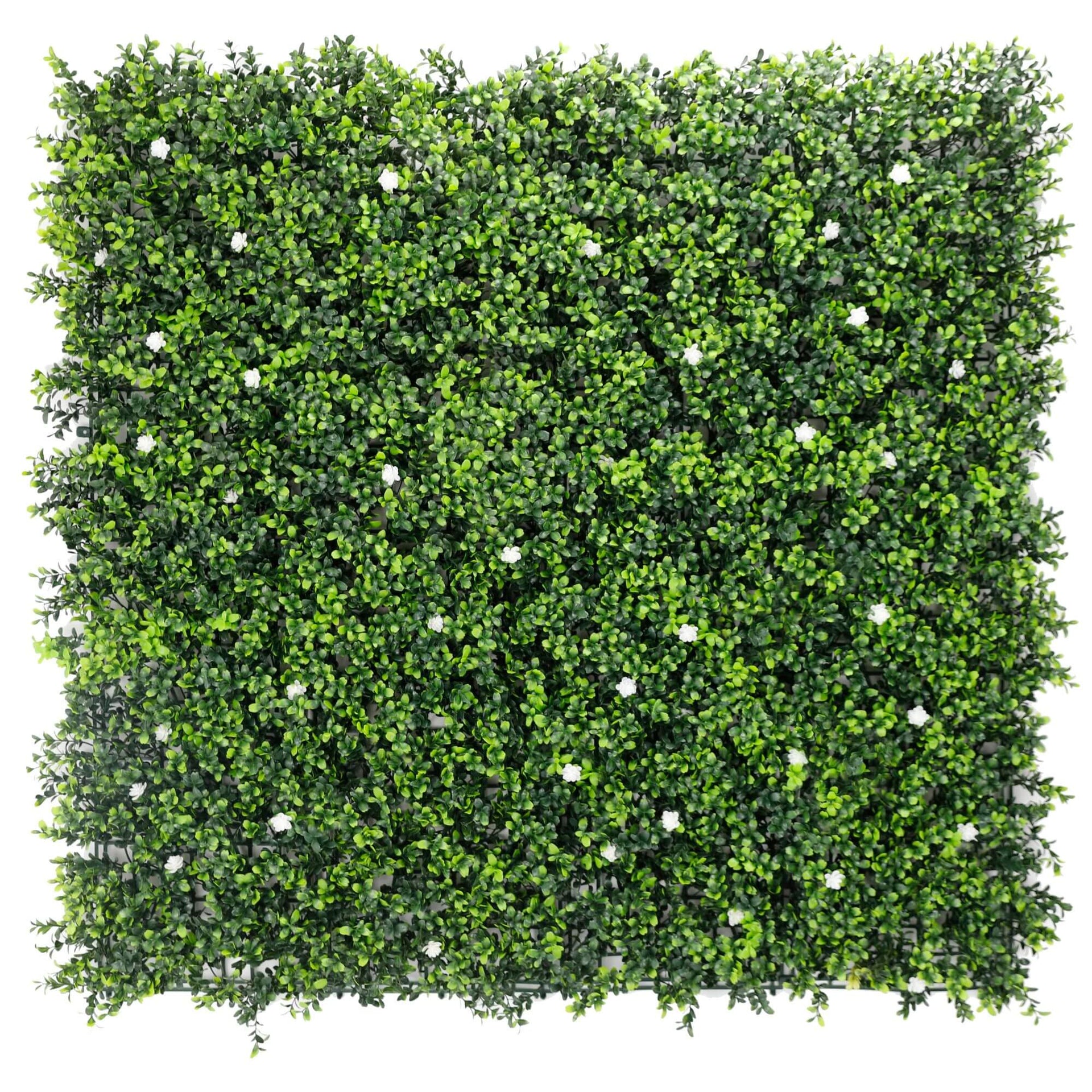 Sample Panel – White Flowering Boxwood Green Wall (Small Sample)