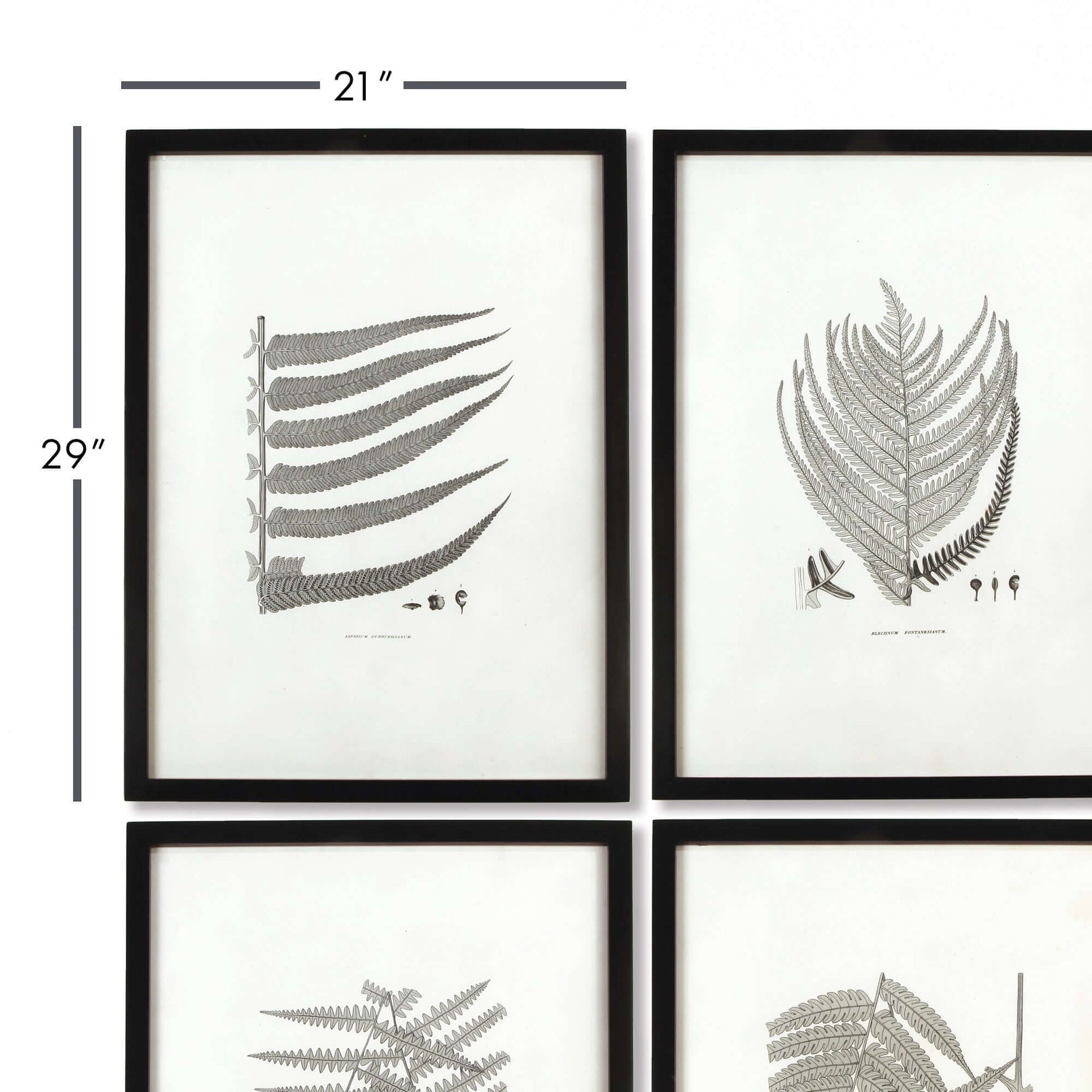 Framed Set of Fern Botanical Prints in Black and White (Set of 6)