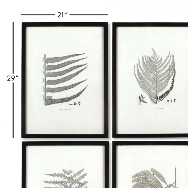 Framed Set of Fern Botanical Prints in Black and White (Set of 6)