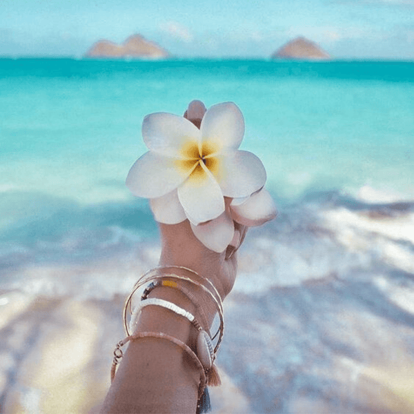 Frangipani