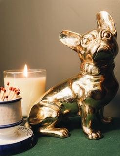 French Bulldog or 