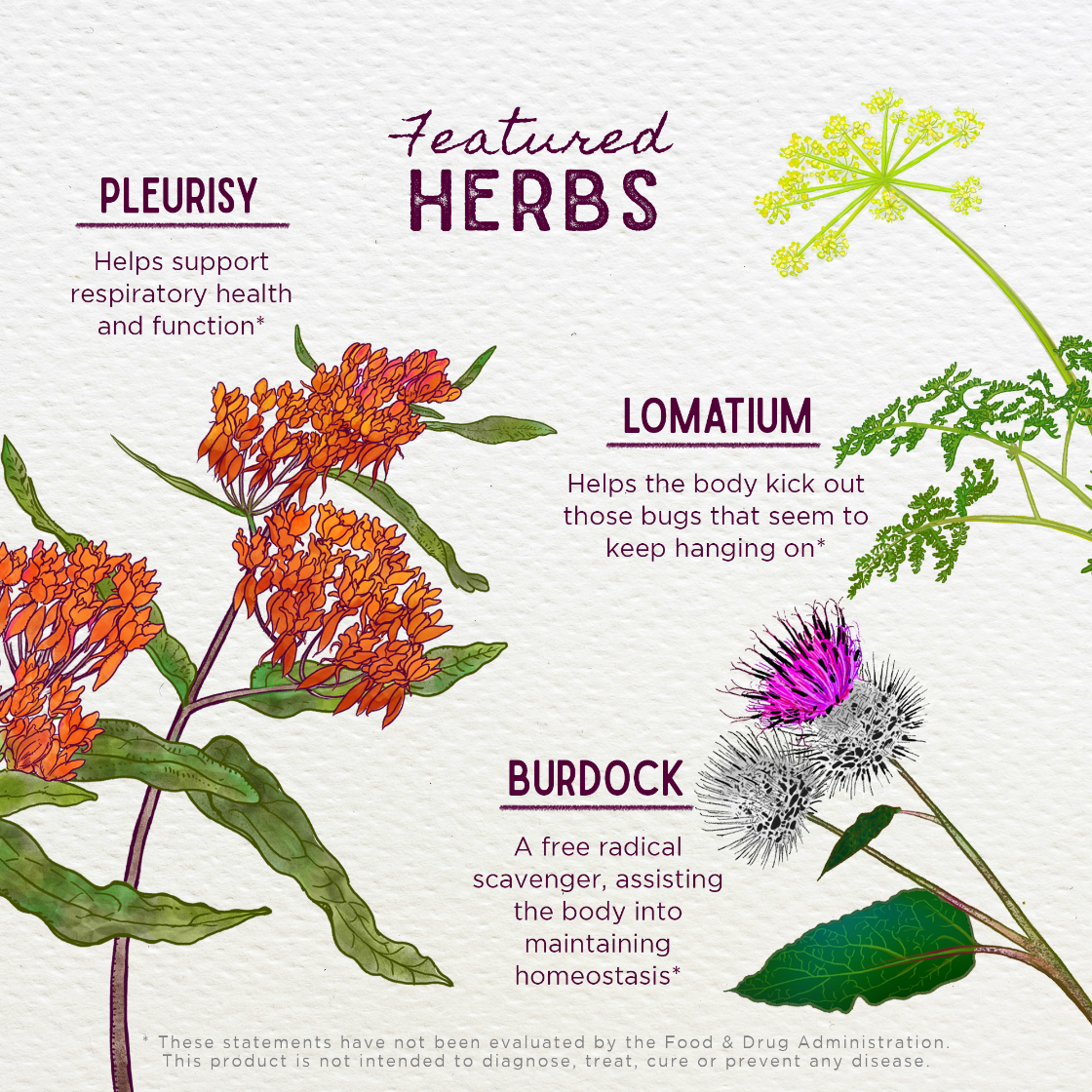 Illustration of pleurisy, lomatium, and burdock herbs with text on a light background