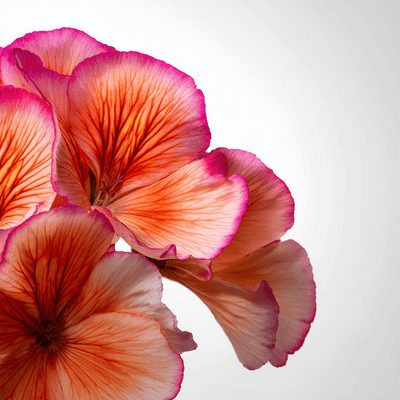 Geranium