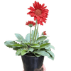 Gerbera Sweet Love Red