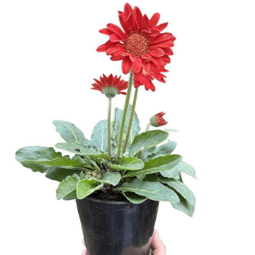 Gerbera Sweet Love Red