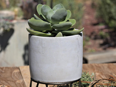 Cylinder Concrete Planter By Plantatorem