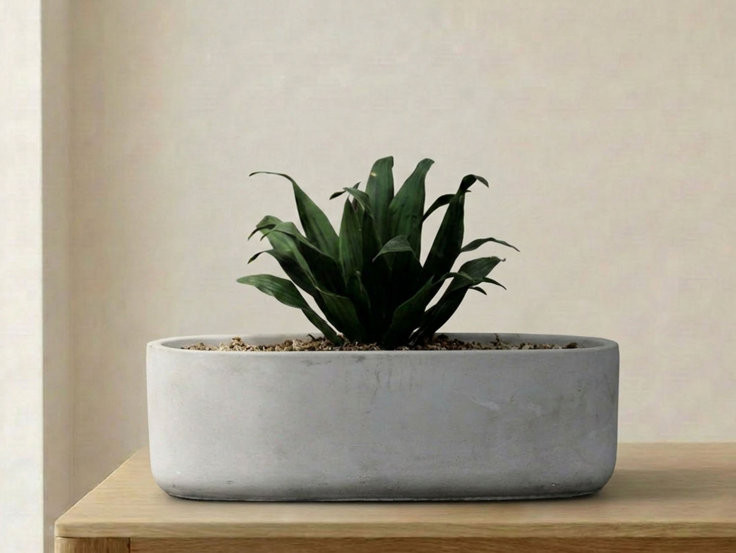 Low Oval Concrete Planter By Plantatorem