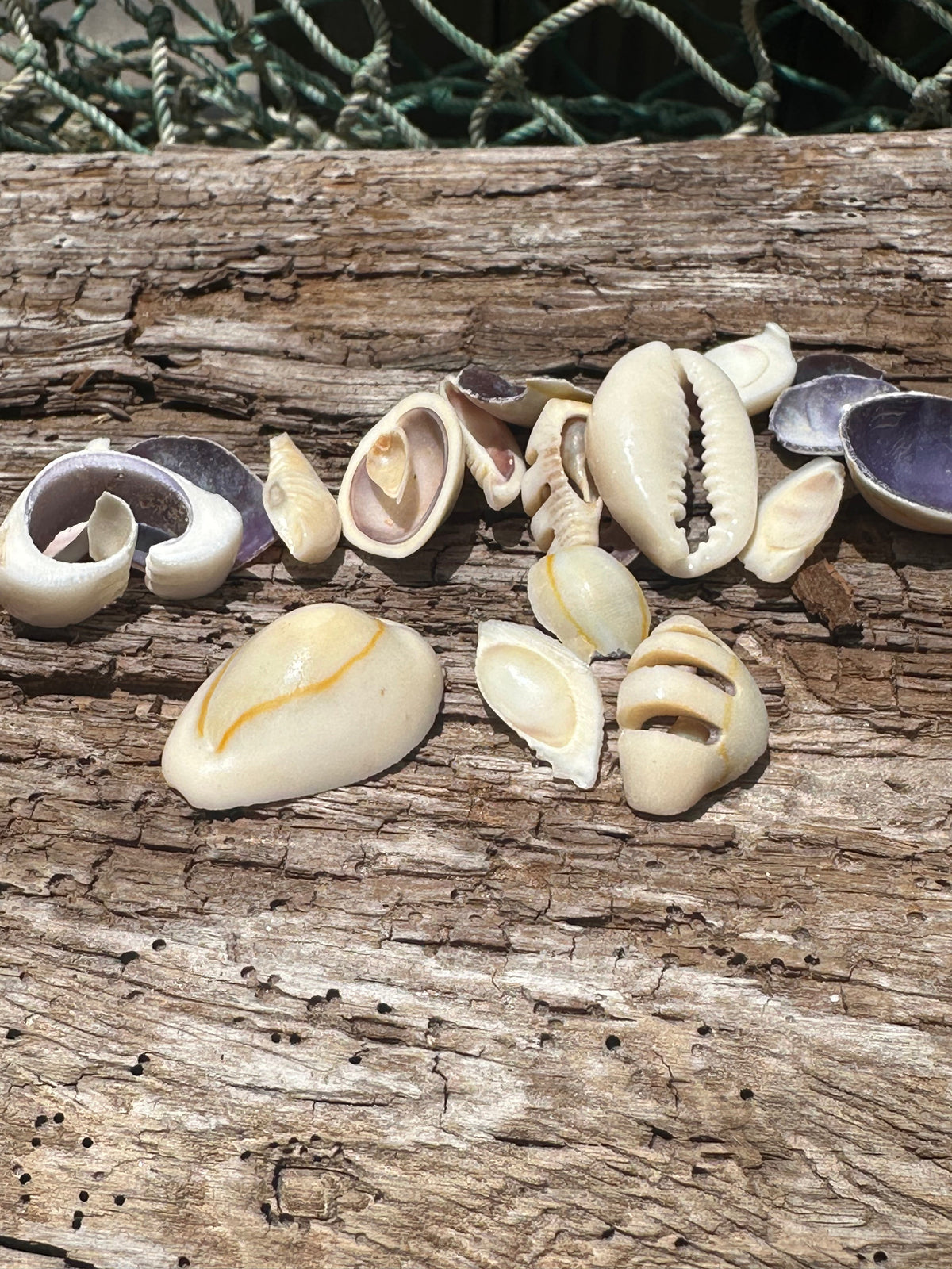 Sliced Cut Purple Cowrie Shell