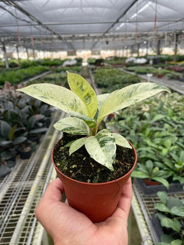 Ficus 'shivereana' (Moonshine) - Gifts for You 'n Me