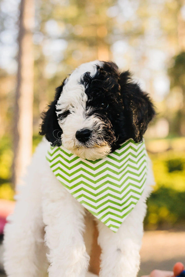 Lime Green Chevron Reversible Dog Bandana - Gifts for You 'n Me