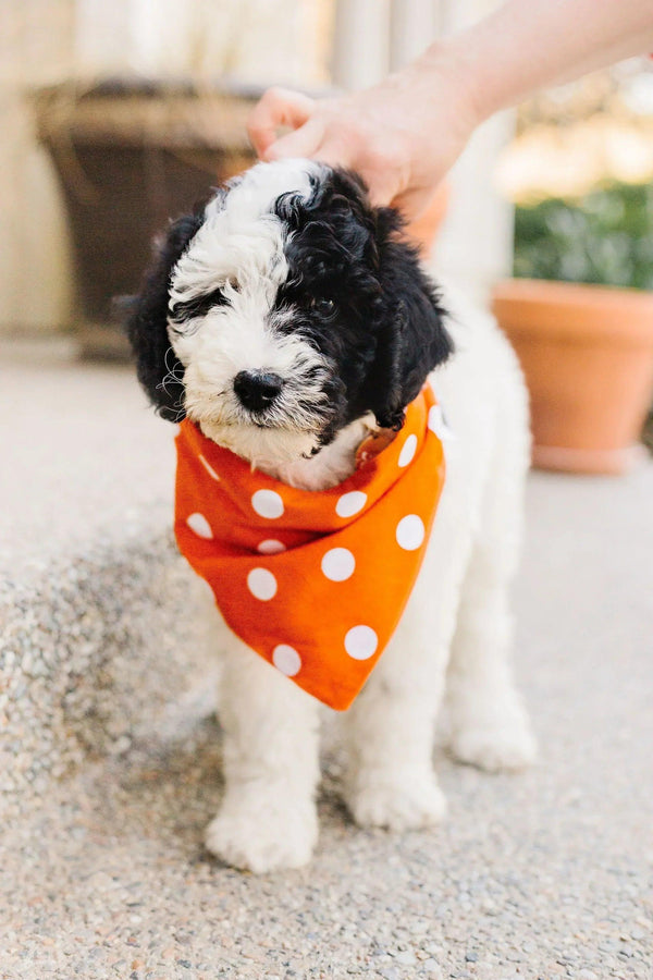 Orange Checkered Reversible Dog Bandana - Gifts for You 'n Me