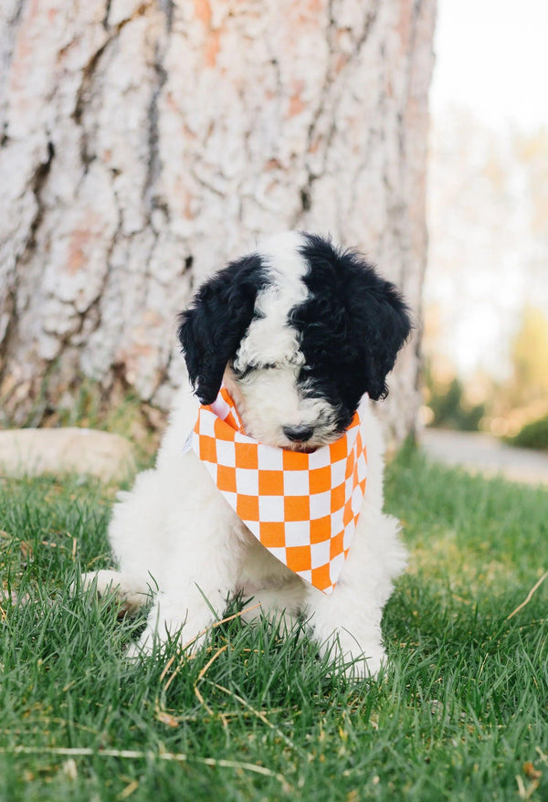 Orange Checkered Reversible Dog Bandana - Gifts for You 'n Me