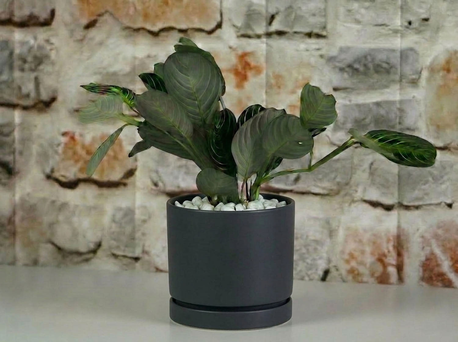 Carmel Attached Saucers Planters